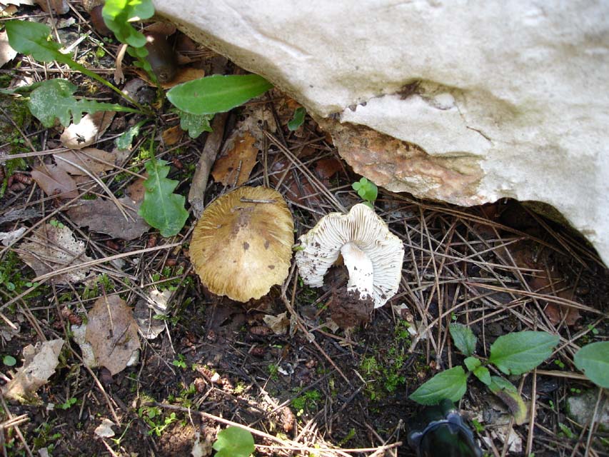 Foresta di Mercadante(Bari)